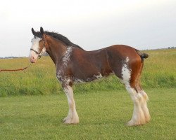 Zuchtstute Five Star L.S. Abby (Clydesdale, 2010, von Pinnacle's Lucky Strike)