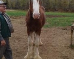 horse Five Point Sir Scotty (Clydesdale, 2015, from SCA Top Guns Sir Lancelot)