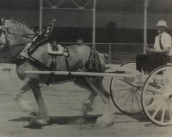 broodmare Maple Hall Katie (Clydesdale, 1987, from Ideal Royal Scott)