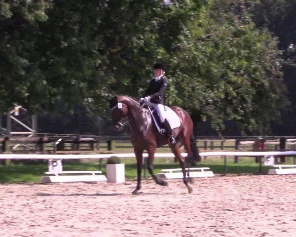 Reitturnier Recklinghausen 2015