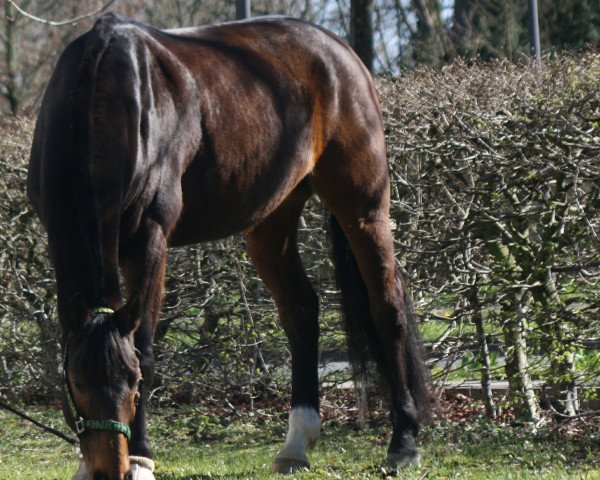 dressage horse Beyond the Black (Hanoverian, 2010, from Bonifatius)