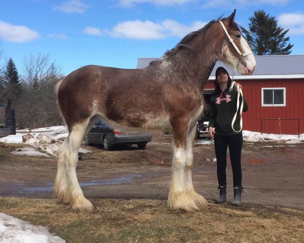 horse Five Point Lady Scarlett (Clydesdale, 2015, from SCA Top Guns Sir Lancelot)