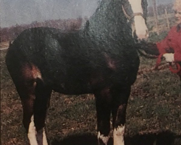 stallion First Lord of Tara (Clydesdale, 1987, from Doura Antrim Lad)