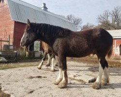 Pferd Fire & Ice Black Ash (Clydesdale, 2016, von High Meadow James)