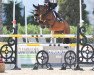 jumper Homey (KWPN (Royal Dutch Sporthorse), 2012, from VDL Cardento 933)