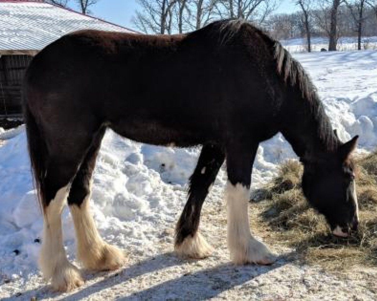 horse Fire & Ice Barbara Jean (Clydesdale, 2016, from High Meadow James)