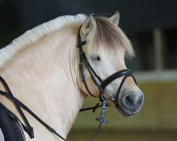 stallion Honning (Fjord Horse, 2005, from Helge)