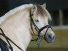 stallion Honning (Fjord Horse, 2005, from Helge)