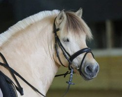 stallion Honning (Fjord Horse, 2005, from Helge)