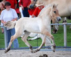 horse Sir-Charly (Fjord Horse, 2009, from Sogneblakken)