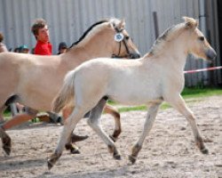 dressage horse Tomas (Fjord Horse, 2009, from Mr. Tveiten N.2591)