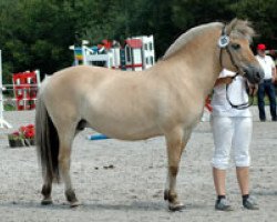 broodmare Freyja (Fjord Horse, 1994, from Jon Halsnæs)