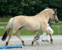 broodmare Olympia (Fjord Horse, 2000, from Kostja)