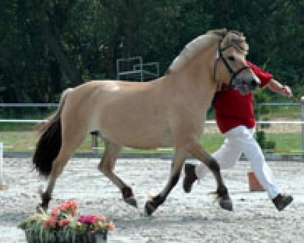 Zuchtstute Melina (Fjordpferd, 2002, von Mogly)