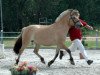 broodmare Melina (Fjord Horse, 2002, from Mogly)