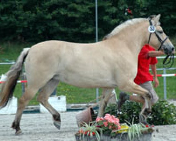 broodmare Jällby (Fjord Horse, 2003, from Kvest Halsnæs)