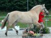 broodmare Jällby (Fjord Horse, 2003, from Kvest Halsnæs)