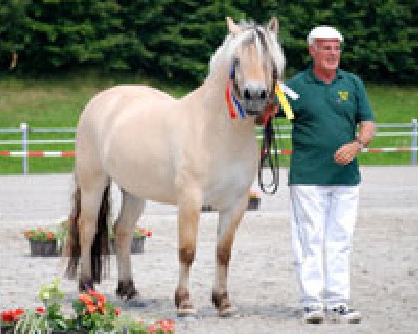 broodmare Quinia D’Ober (Fjord Horse, 2004, from Ansgar Skellerød)