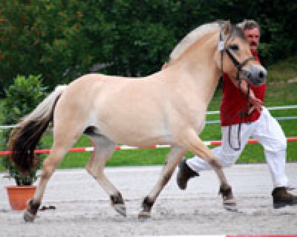 broodmare Skjerla (Fjord Horse, 2005, from Sogneblakken)