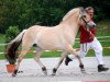 broodmare Skjerla (Fjord Horse, 2005, from Sogneblakken)