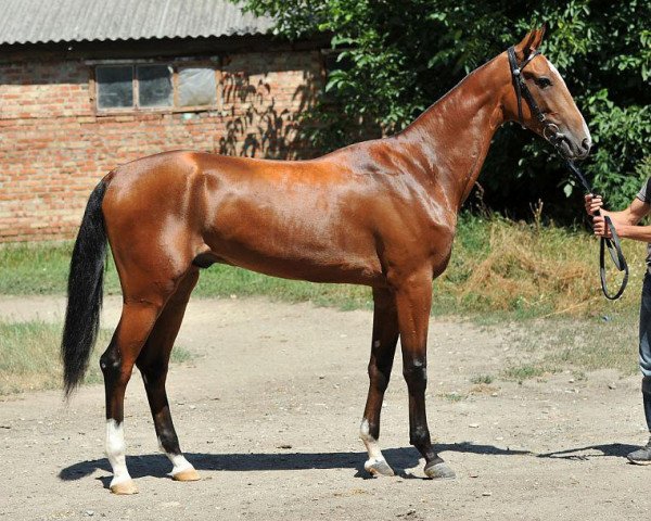 horse Dorsakar (Akhal-Teke, 2012, from Gazanch)