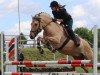 dressage horse Seven Up (Fjord Horse, 2013, from Greiing Halsnæs)