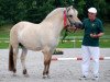 broodmare Milina (Fjord Horse, 2005, from Mosby BPH)