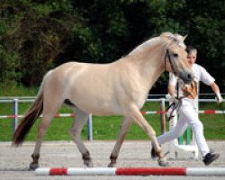 broodmare Ramira II (Fjord Horse, 2006, from Kastanielystens Rasmus)