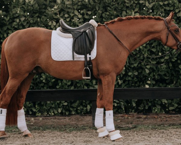 Dressurpferd Tjørnelys Don De Ravall (Dänisches Warmblut, 2016, von Don Deluxe)