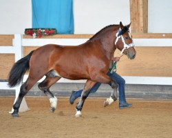 stallion Rivero (South German draft horse, 2011, from Rubinstein)