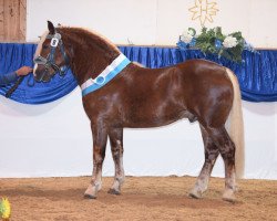 stallion Verondo (South German draft horse, 2017, from Veron)