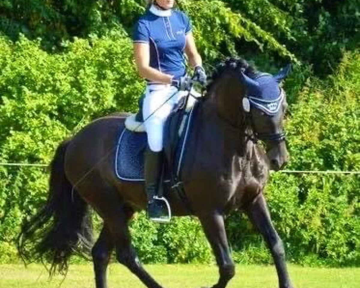 Dressurpferd Calypso Dancer (Deutsches Reitpony, 1998, von Charming Boy 18)