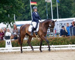 dressage horse Mio Mikeno (Oldenburg, 2015, from E.H. Millennium)