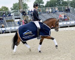 dressage horse Cosmic Dancer 3 (German Riding Pony, 2014, from Cosmopolitan NRW)