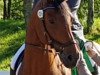 dressage horse Grazia 129 (Hanoverian, 2007, from Graf Top)