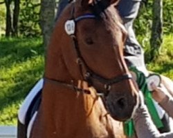 dressage horse Grazia 129 (Hanoverian, 2007, from Graf Top)