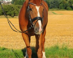 broodmare Baleika (Hanoverian, 2006, from Belissimo NRW)