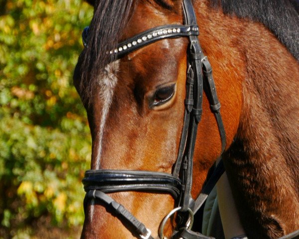 dressage horse Davis Cup (Hanoverian, 2015, from Dornenkönig)