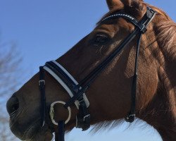 broodmare Lady Gaga 11 (Hanoverian, 2007, from Londonderry)