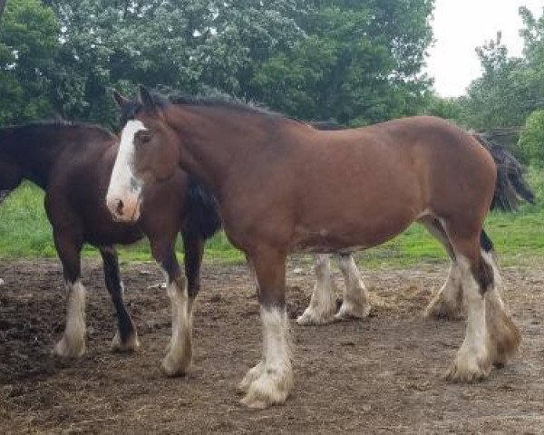 Pferd Fire & Ice Abby (Clydesdale, 2011, von Och Fergus Mac Roth)