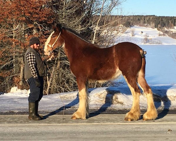 horse F.E. Anna Adams (Clydesdale, 2017, from F.E. Sam Adams)