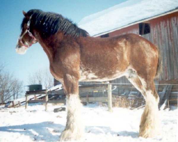 Deckhengst Favama Royal Aristocrat (Clydesdale, 1987, von Ogdensburg Andy)