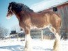 stallion Favama Royal Aristocrat (Clydesdale, 1987, from Ogdensburg Andy)