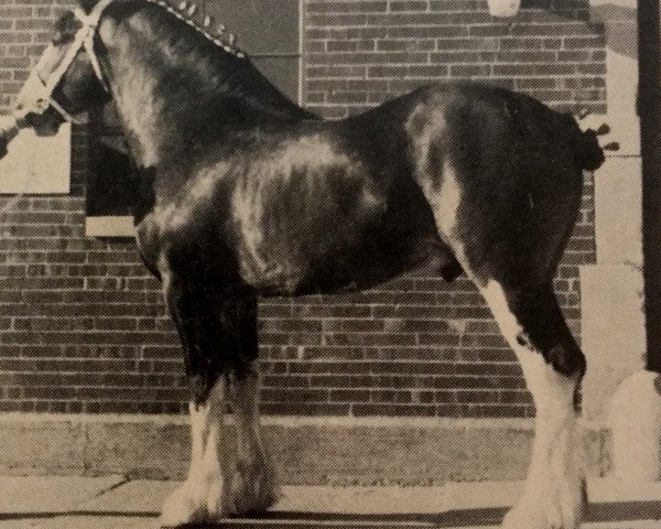 stallion Favama Andrew Scotty (Clydesdale, 1981, from Ogdensburg Andy)