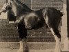 stallion Favama Andrew Scotty (Clydesdale, 1981, from Ogdensburg Andy)