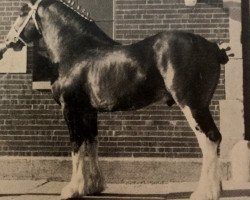 Deckhengst Favama Andrew Scotty (Clydesdale, 1981, von Ogdensburg Andy)