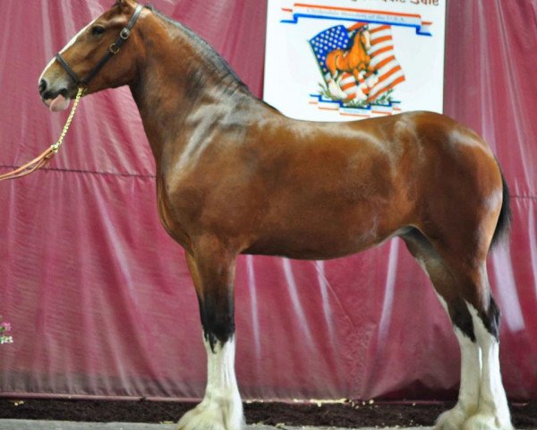 horse Farquhar's Bonny (Clydesdale, 2009, from Brunt-Hill Crown Royal)