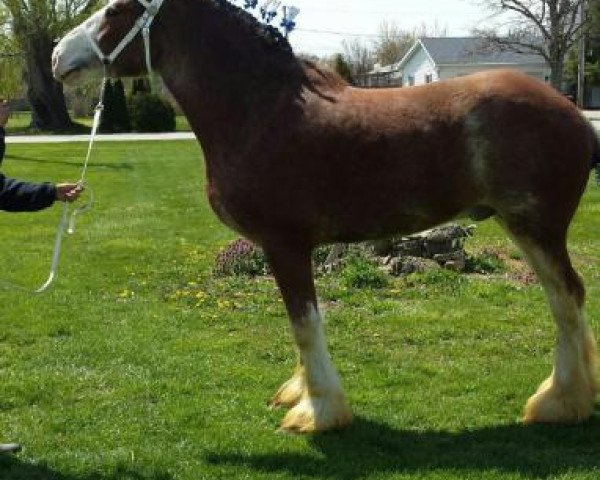 Pferd Farquhar's Corey (Clydesdale, 2010, von Willow Way Burke)