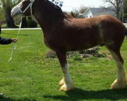 horse Farquhar's Corey (Clydesdale, 2010, from Willow Way Burke)