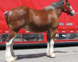 Pferd Farmington's Miss Milly (Clydesdale, 2002, von Green Leaf Northern Lighte)